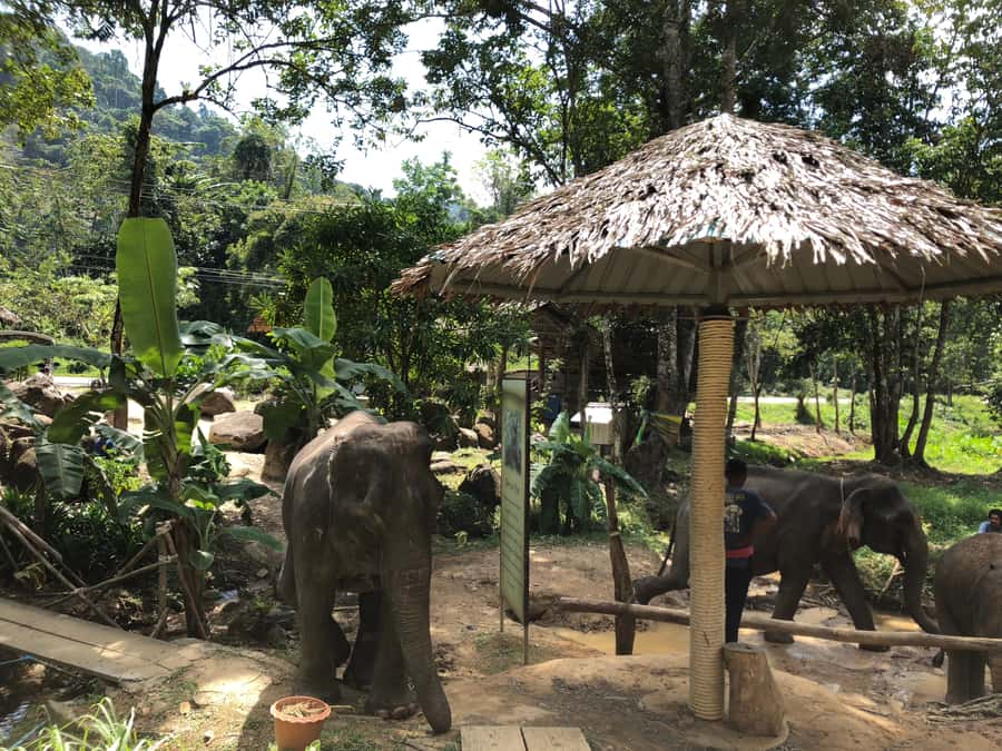 From Phuket & Khao Lak: Elephant Care with Waterfall Visit - Elephant care without the circus: what this day really feels like