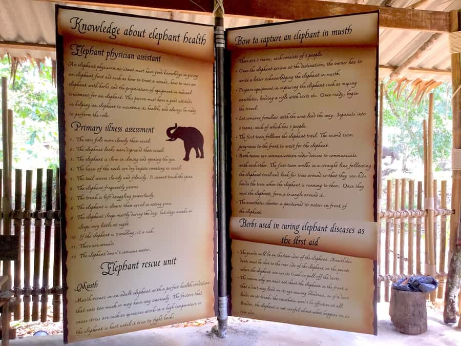 From Phuket & Khao Lak: Elephant Care with Waterfall Visit - First arrival: mahout uniform, safety rules, and elephant-care training