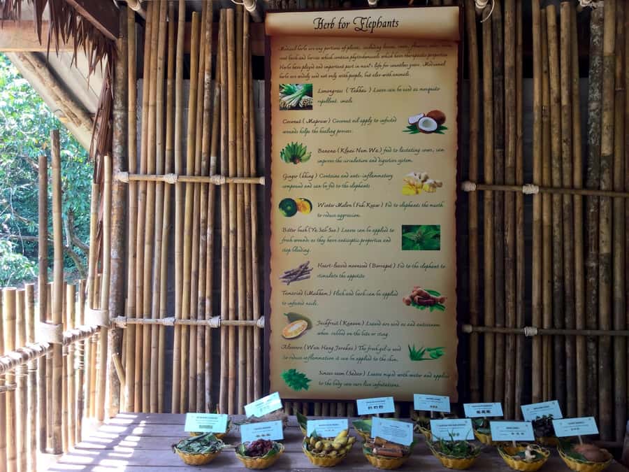 From Phuket & Khao Lak: Elephant Care with Waterfall Visit - The waterfall stop and Phang Nga time: a change of pace