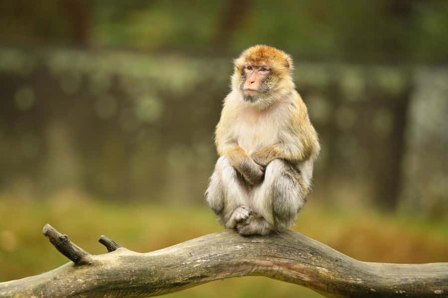 From Phuket: Phi Phi and Khai Islands Speedboat Tour - Monkey Beach and Phi Phi Don: animal spotting and lunch with a view