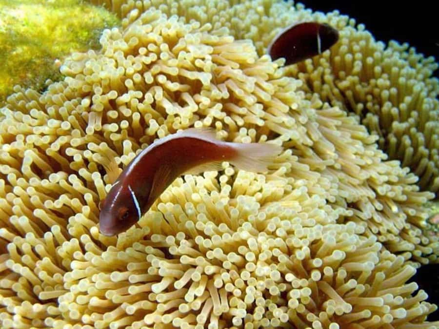 From Samui: Ko Tao and Koh Nang Yuan Speedboat Day Trip - Ao Muang on Koh Tao: snorkeling with clear water and real color
