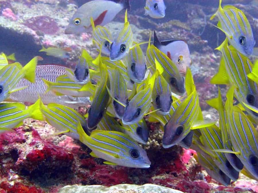 From Samui: Ko Tao and Koh Nang Yuan Speedboat Day Trip - Koh Nang Yuan: the beach paradise and the snorkeling session