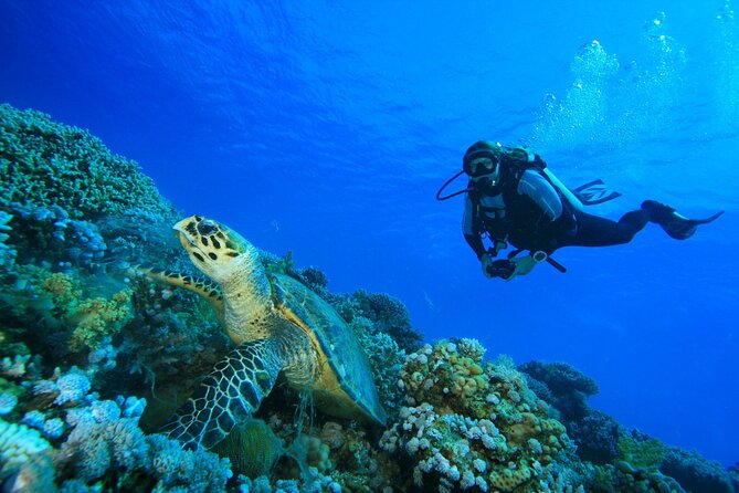 Full-Day Beginner Scuba Course with Private Tuition, Racha Yai - Koh Racha Yai Underwater Sessions: Two Times to Get the Hang of It