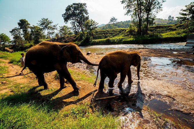 Full-Day Guided Tuk Tuk Chiang Mai Adventure and Rafting - Stop for monks: a mountainside temple with real-life routines