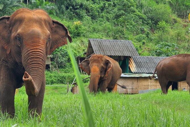 Half-Day Elephant Experience at Rantong - Key highlights you’ll care about most