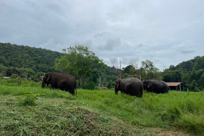 Half-Day Elephant Experience at Rantong - Getting to Ran-Tong from Chiang Mai: pickup, ride time, and comfort