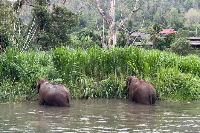 Half-Day Elephant Experience at Rantong - Elephant care activities: vitamins, feeding, sugar cane, and walking