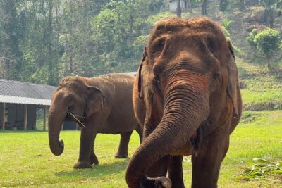 Half-Day Elephant Experience at Rantong - What happens after pickup: clothes change and orientation