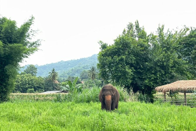 Half-Day Elephant Experience at Rantong - The vibe and ethics: what to expect from the interaction style