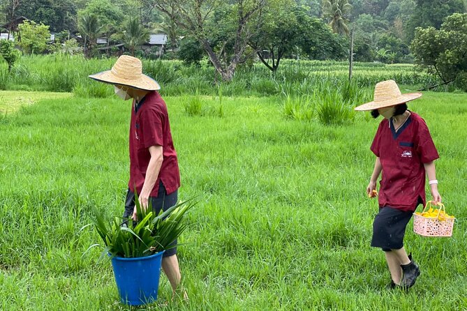 Half-Day Elephant Experience at Rantong - Price and value: is $58.70 a good deal for a half-day?