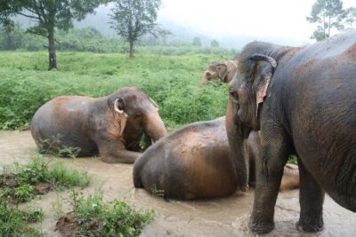 Half Day Elephant Home Sanctuary in Samui - Getting There Smoothly: Pickup, Group Size, and Timing