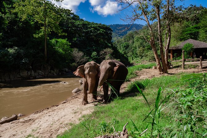Half Day Visit and Whitewater Rafting Adventure - Arriving at Eco Elephant Care and stepping into the program