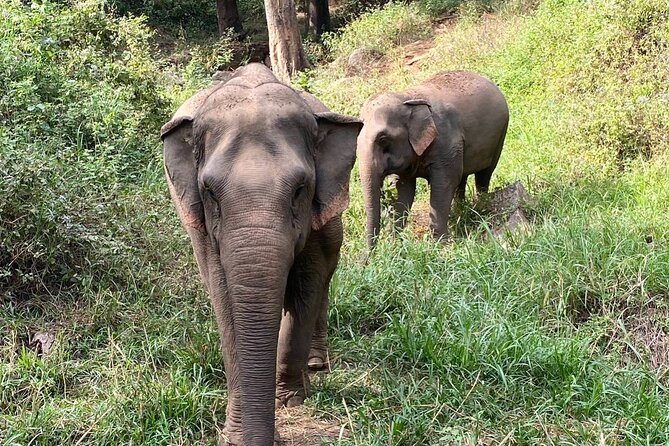 Half Day Visit and Whitewater Rafting Adventure - Feeding and bathing: the moments that make it memorable