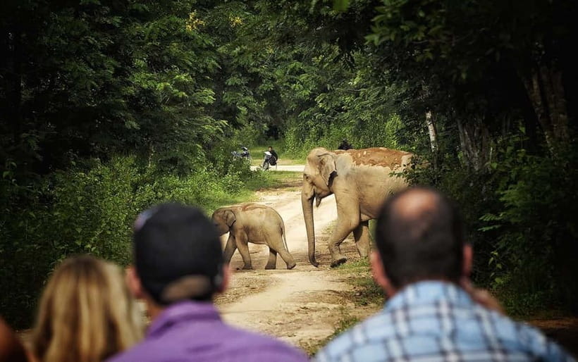 Hua Hin: Kui Buri National Park Wild Elephant Watching - Kui Buri in a Nutshell: What Makes This Safari Special