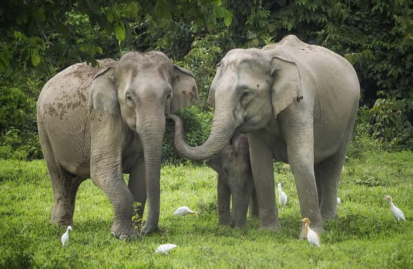 Hua Hin: Kui Buri National Park Wild Elephant Watching - Why Kui Buri Is Different From a Typical Elephant Tour