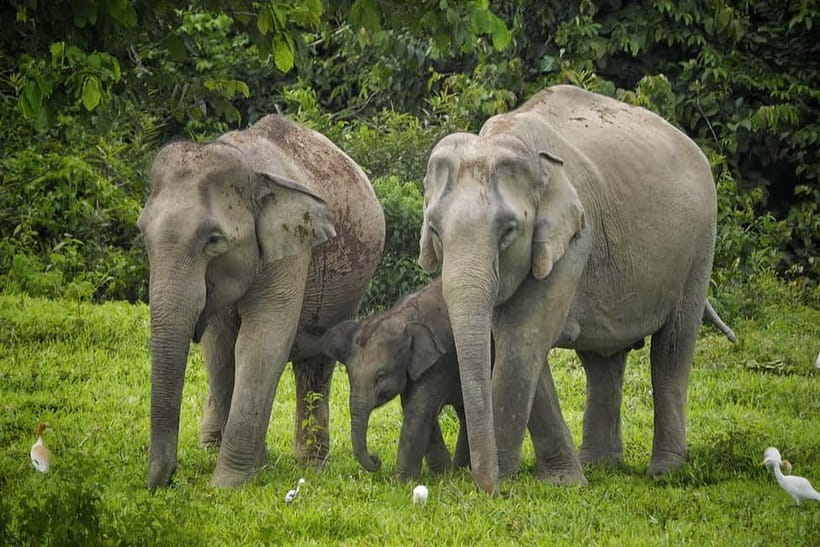Hua Hin: Kui Buri National Park Wild Elephant Watching - 3:30 to 6:00 in the Park: The Wildlife-Spotting Window