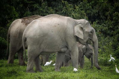 Hua Hin: Kui Buri National Park Wild Elephant Watching - Getting There From Hua Hin or Cha Am Without Losing the Day