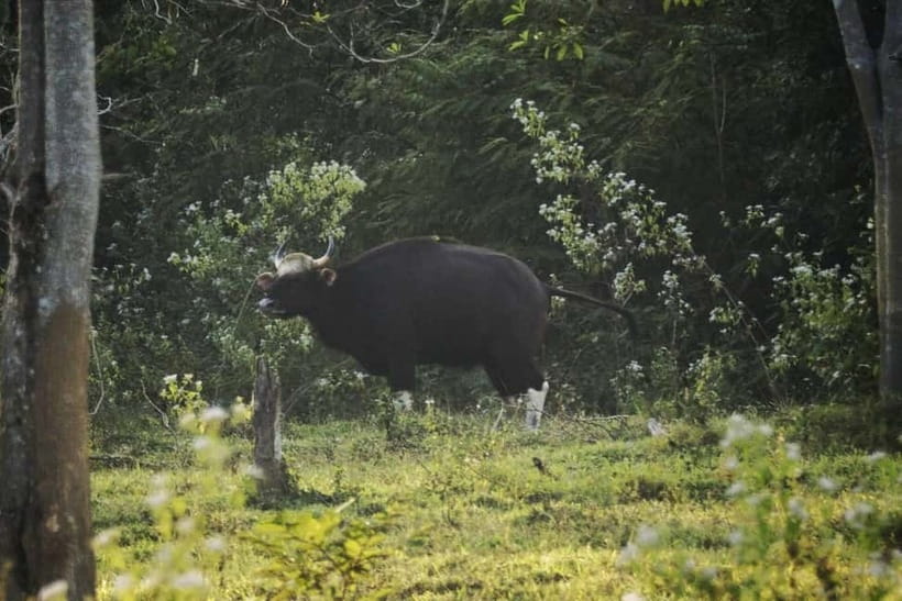 Hua Hin: Kui Buri National Park Wild Elephant Watching - When Weather Hits: How to Stay Comfortable