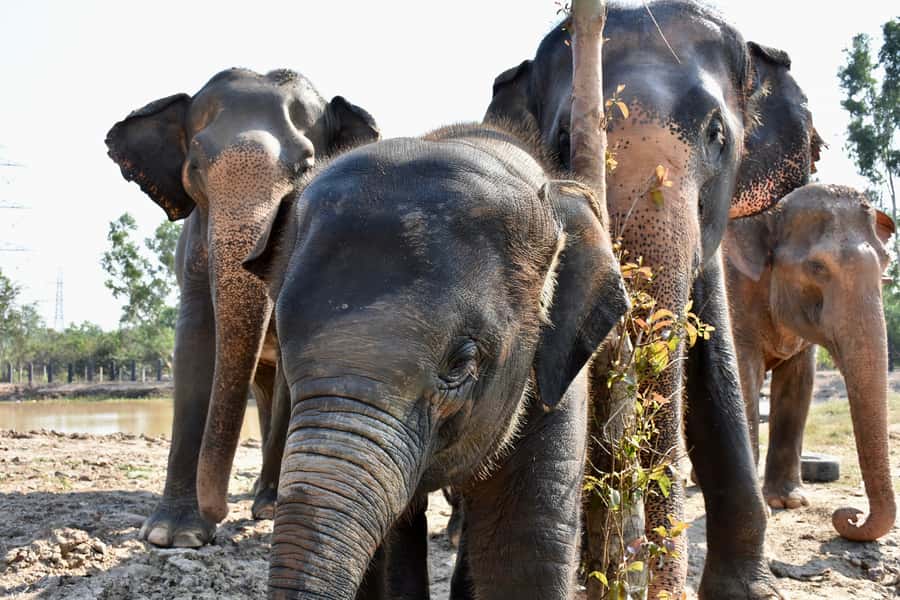 Hua Hin: Wildlife Friends Foundation Thailand Full-Day Visit - How the pickup and ride set the tone in Hua Hin and Cha-Am