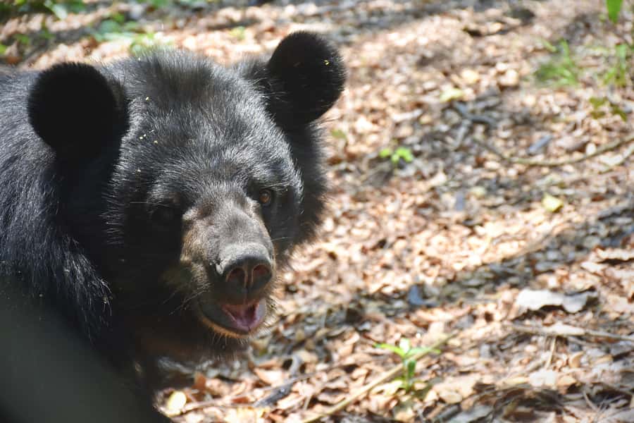 Hua Hin: Wildlife Friends Foundation Thailand Full-Day Visit - The tram ride and end-of-day loop: bears, monkeys, and a wider view