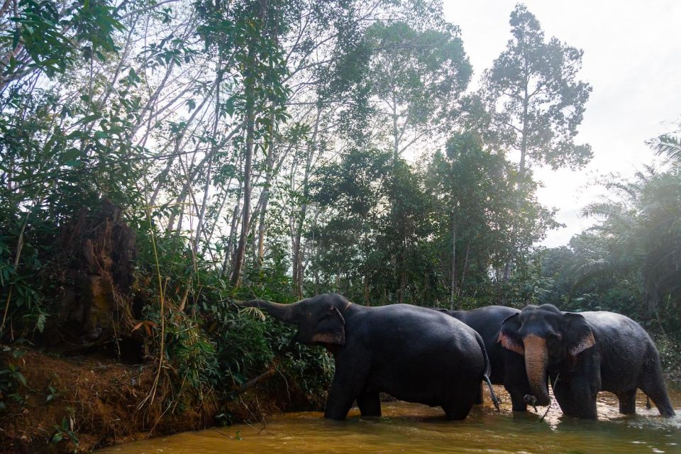 Khao Lak: 1-Hour Elephant Sanctuary Eco-Journey with Shuttle - What to bring (and what to skip) for the best comfort