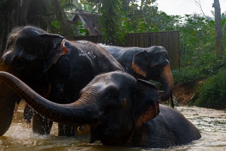 Khao Lak: 1-Hour Elephant Sanctuary Eco-Journey with Shuttle - Unlimited photo time: how to get great shots without crowding the moment