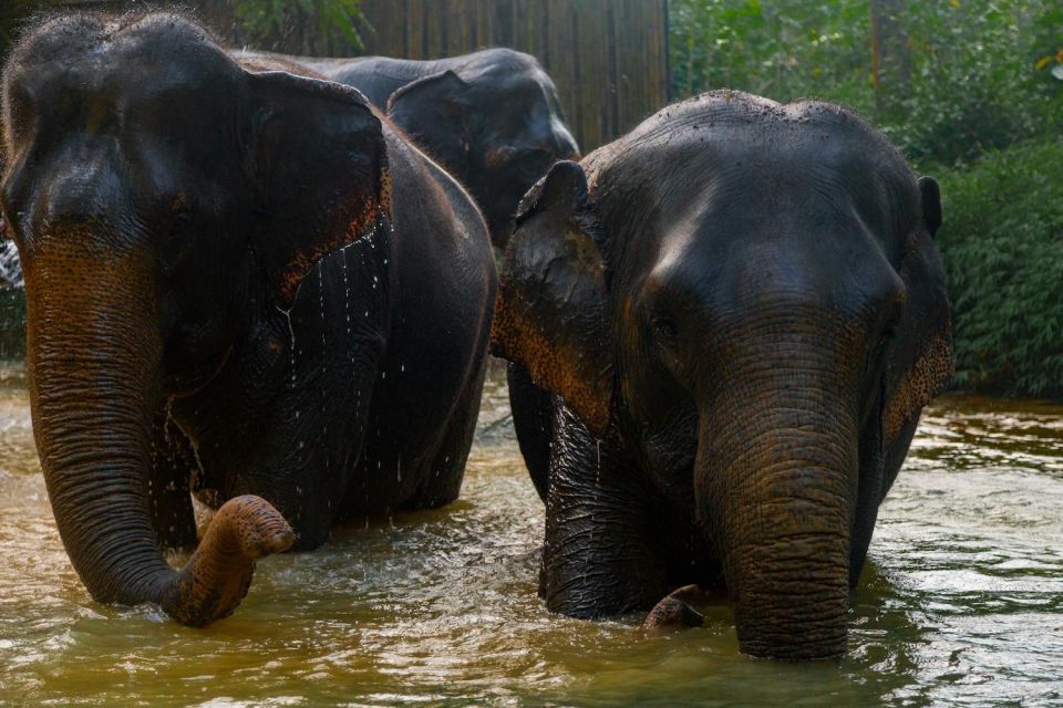 Khao Lak: 1-Hour Elephant Sanctuary Eco-Journey with Shuttle - The river bathing stop: what you’ll see and how to stay comfortable