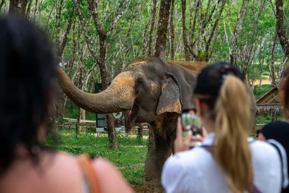 Khao Lak: 1-Hour Elephant Sanctuary Eco-Journey with Shuttle - Price and value: is $49 worth an hour?