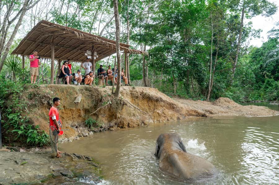Khao Lak: 2-Hour Elephant Sanctuary Eco-Walk with Guided - What you do first: bananas, cane sugar, and vitamin balls