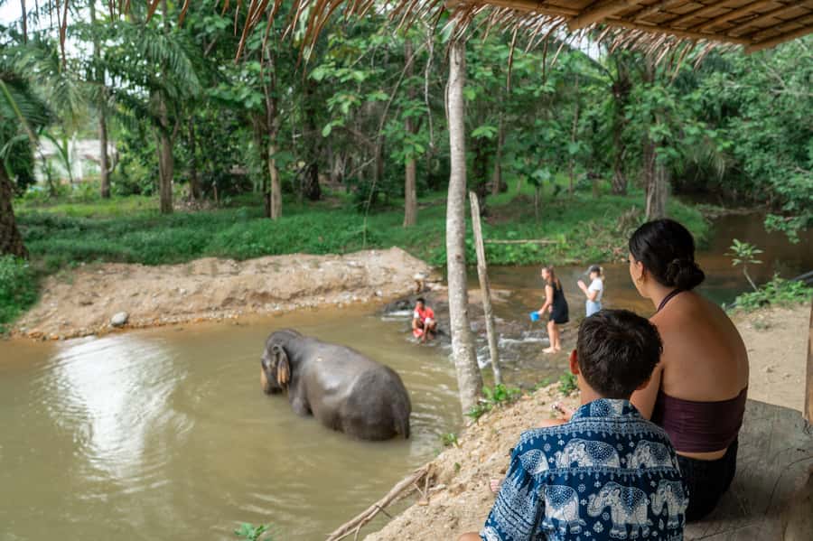 Khao Lak: 2-Hour Elephant Sanctuary Eco-Walk with Guided - The guided jungle walk: watching them move like real elephants