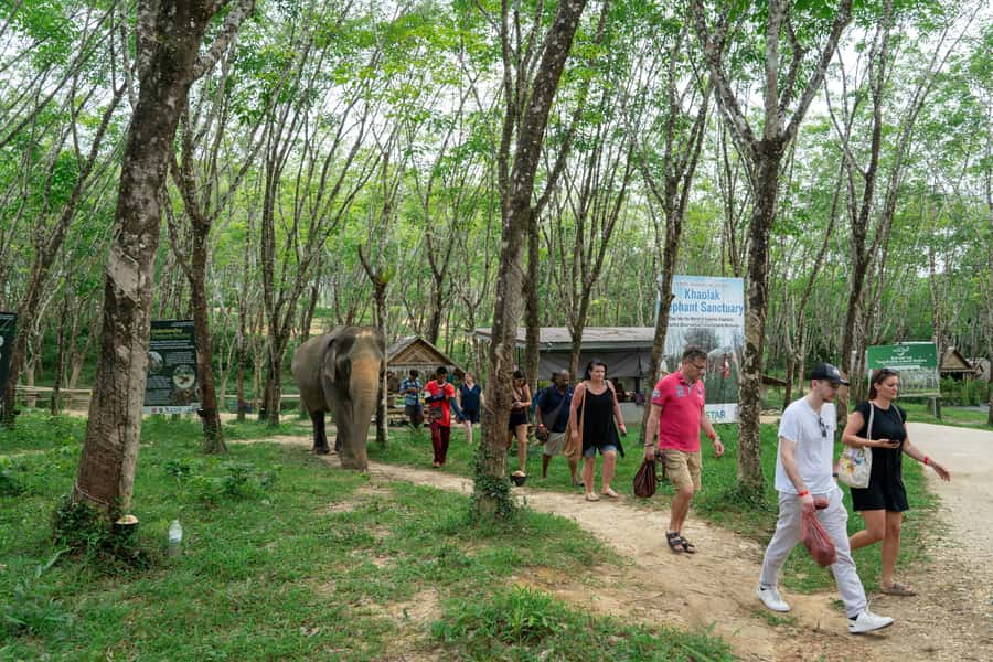 Khao Lak: 2-Hour Elephant Sanctuary Eco-Walk with Guided - Guides and group energy: names you’ll likely hear on the day