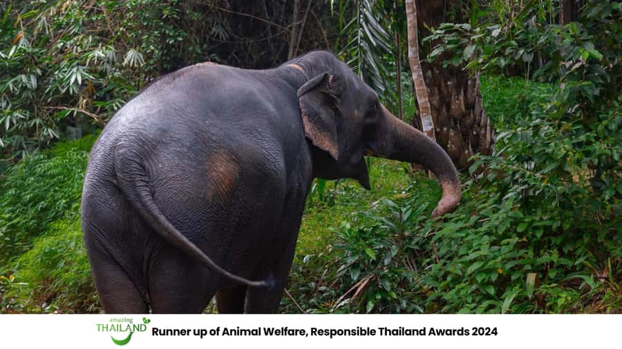 Khao Lak: All-Day Elephant Sanctuary Experience Small Groups - Price and value: is $173 a fair trade for 6 hours?