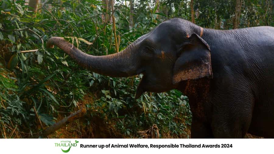 Khao Lak: All-Day Elephant Sanctuary Experience Small Groups - Jungle walk and observation: watching elephants do elephant things