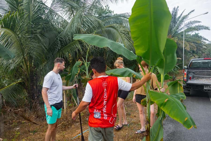 Khao Lak: All-Day Elephant Sanctuary Experience Small Groups - Beyond elephants: rubber tapping and elephant food sourcing
