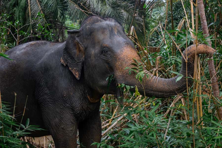 Khao Lak: All-Day Elephant Sanctuary Experience Small Groups - Sai Rung Waterfall stop: short free time with a backup plan