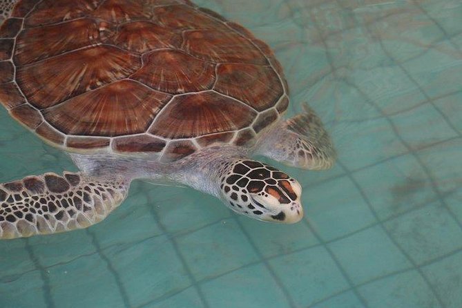 Khao Lak: Bamboo Rafting & Sea Turtle Conservation Center - Guides, Group Size, and What Makes the Experience Feel Good