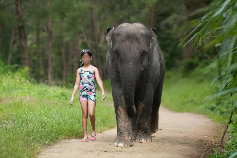 Khao Lak: Elephant Bathing and Turtle Center Visit - Elephant Bathing in Khao Lak: what makes it worth your time