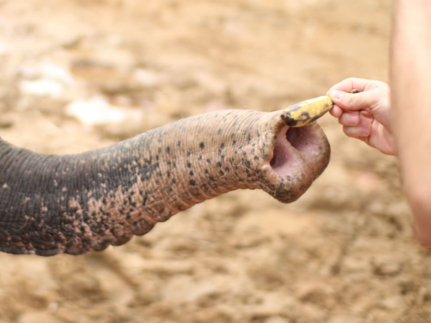 Khao Lak: Elephant Bathing and Turtle Center Visit - Mahouts and guide style: why the names matter