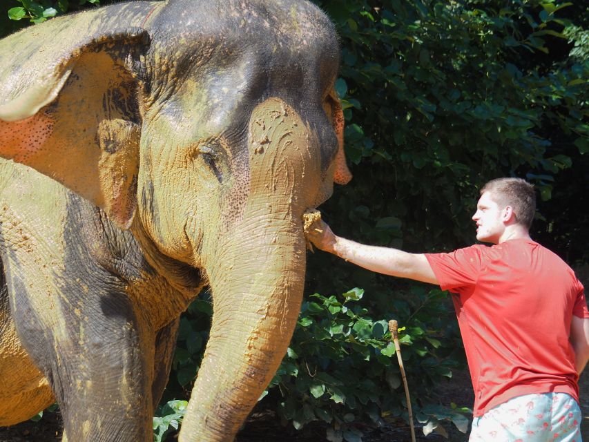 Khao Lak: Elephant Bathing and Turtle Center Visit - Sea Turtle Center: what you learn and what you shouldn’t do