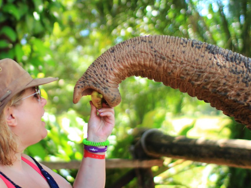 Khao Lak: Elephant Bathing and Turtle Center Visit - Getting picked up in Khao Lak: transport and timing reality