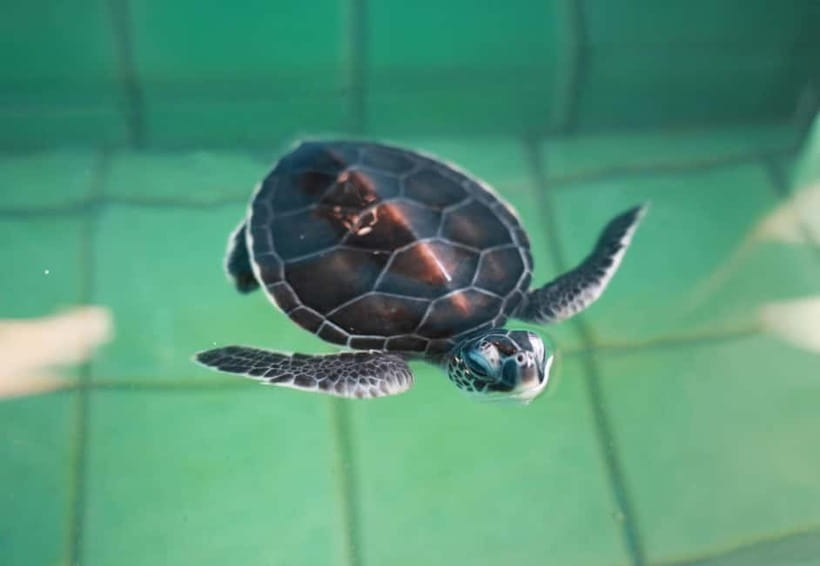 Khao Lak: Elephant Bathing and Turtle Center Visit - Who should book this tour in Khao Lak?