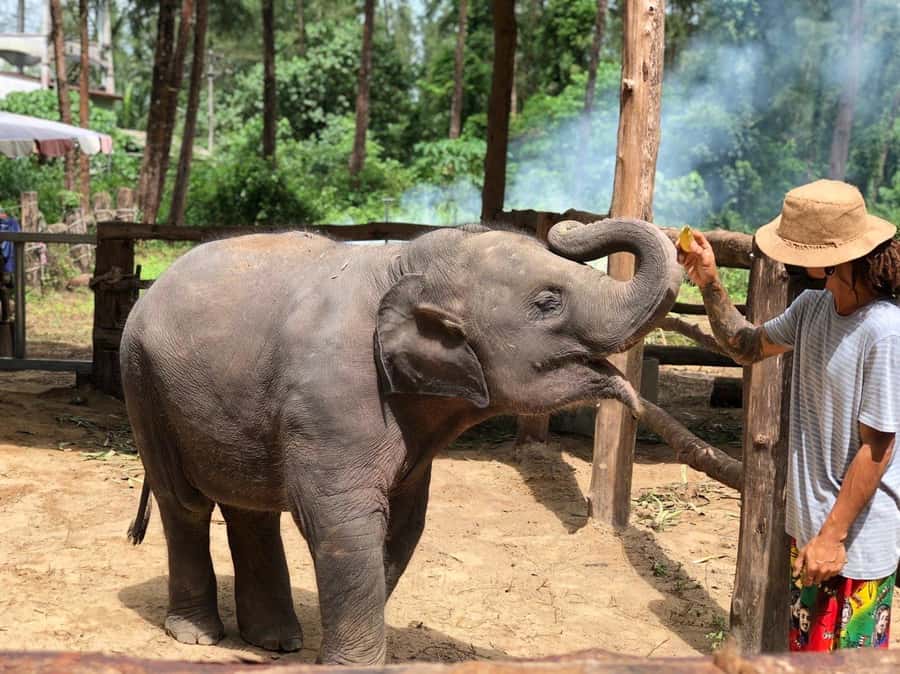 Khao Lak Ethical Adventure: Rafting, Turtles & Elephants - Quick hits