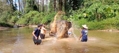 Khao Lak Ethical Adventure: Rafting, Turtles & Elephants - Sea Turtle Conservation Center: what you’ll learn in 30 minutes
