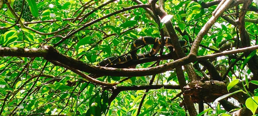 Khao Lak: Full-Day Khao Sok Jungle Walk and Canoeing Tour - Key moments to pay attention to
