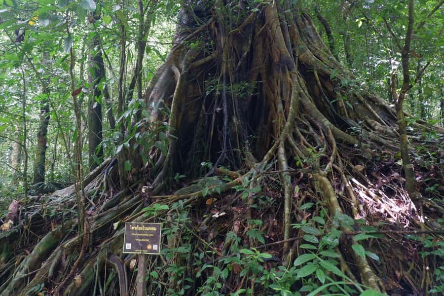 Khao Lak: Full-Day Khao Sok Jungle Walk and Canoeing Tour - A Full-Day Loop from Khao Lak: What 8–10 Hours Really Feels Like
