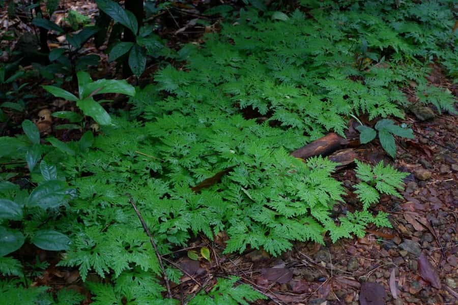 Khao Lak: Full-Day Khao Sok Jungle Walk and Canoeing Tour - Banghuarat Waterfall Break: Why It’s More Than a Photo Stop