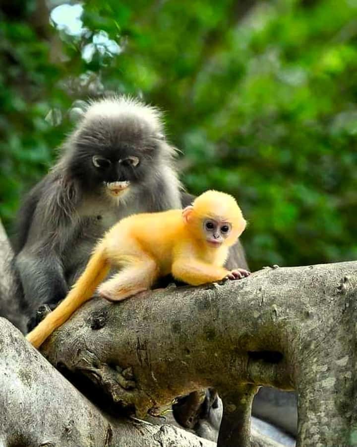 Khao Lak: Full-Day Khao Sok Jungle Walk and Canoeing Tour - Monkey Temple Feeding Time: Fun, But Follow the Safety Rules