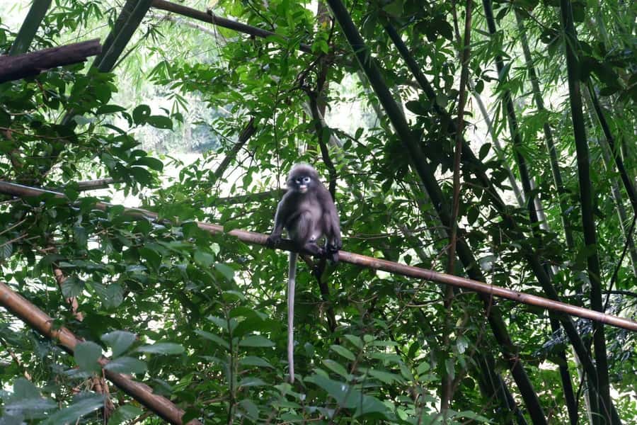 Khao Lak: Full-Day Khao Sok Jungle Walk and Canoeing Tour - Khao Sok National Park Jungle Walk: Seeing the Forest Up Close