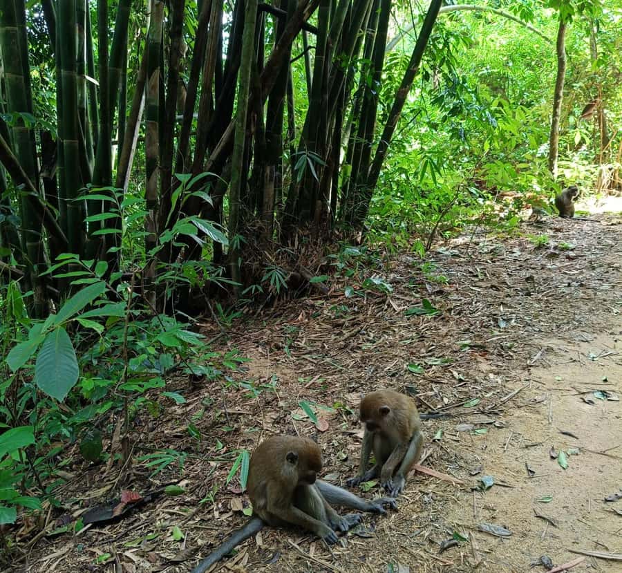 Khao Sok: Private Day Trekking, Jungle Dinner & Night Safari - Who This Tour Fits Best (And Who Might Want a Different Plan)