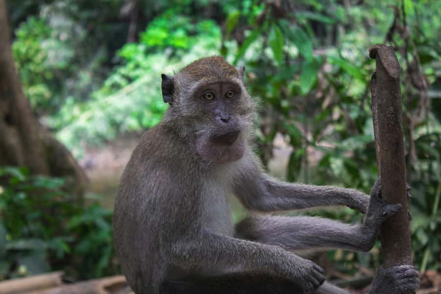 Khao Sok: Private Day Trekking, Jungle Dinner & Night Safari - Waterfall Swim Break: A Secluded Stop and What to Pack